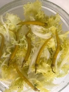 Una foto de Escarola rizada de la huerta tudelana con guindillas piparras