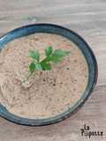 Tartinade italienne