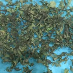 Dry Mint A picture of Dry Mint.