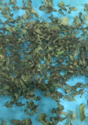 A picture of Dry Mint.