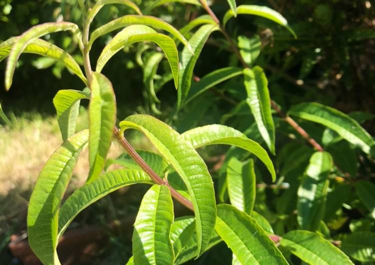 Digestivo alla
Limoncina