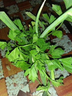 Foto resep Tips Menyimpan daun sup & daun bawang