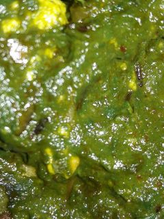 পালং পনির (palang paneer recipe in Bengali) রেসিপির প্রধান ছবি