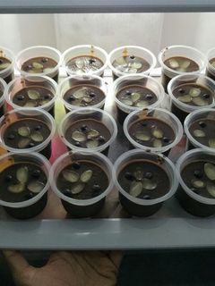 Foto resep Puding Brownies