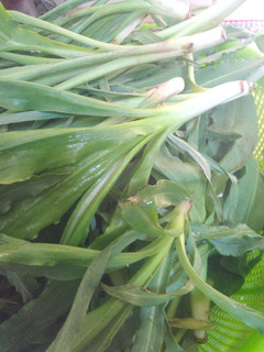عکسی از دستور معرفی شنگ