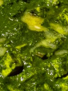 পালং পনির (palak paneer recipe in Bengali) রেসিপির প্রধান ছবি