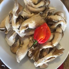 A picture of Oyester Mushrooms.