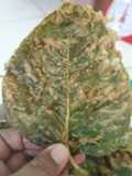 Rempeyek bayam