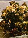 Whole Roasted Romanesco Cauliflower