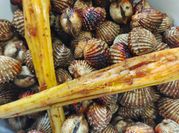 Gambar kerang bakar