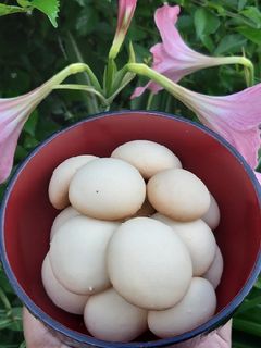 Foto resep Egg drop cookies