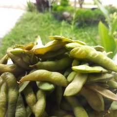 รูปของ Edamame Rebus