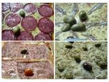 Pizza Casera Para Todos los Gustos