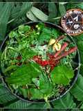 Wild Edible Greens Salad