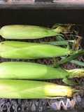 California Farm Grilled Sweet Corn in the Husk