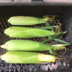 A picture of California Farm Grilled Sweet Corn in the Husk.
