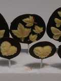 Piruletas bicolor de chocolate belga