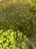 Arroz ao Pesto