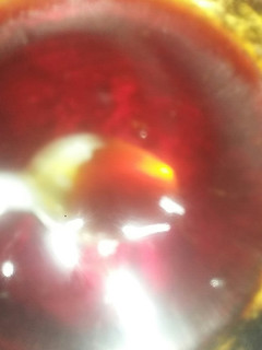 Una foto de Caramelo