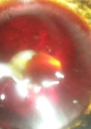 Una foto de Caramelo
