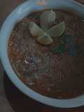 شوربة خضار