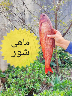 عکسی از دستور ماهی شور گیلانی