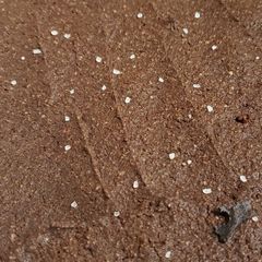 A picture of Super Fudgey Keto Brownies.