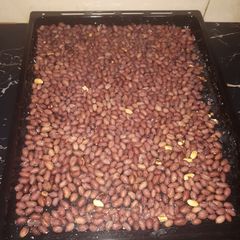 Oven roasted groundnuts A picture of Oven roasted groundnuts.