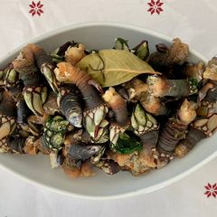 A picture of Barnacles.