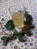 Mengobati susah BAB/BAB berdarah dgn obat alami daun binahong