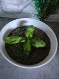 Pesto basilic aux noix