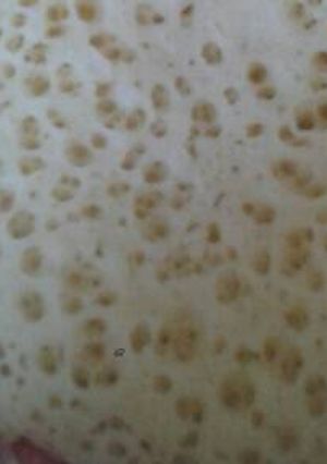 صورة لوصفة بغرير مضمون 100/100