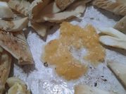 Una foto de seta shiitake