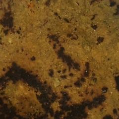 A picture of Manchurian Paratha.