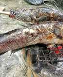 Cá nướng làm biếng