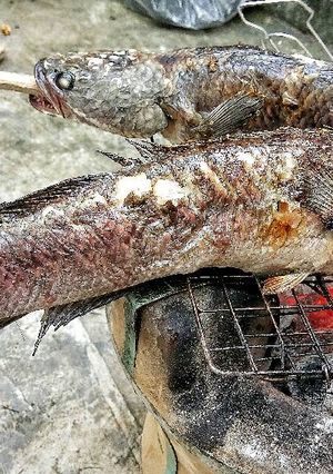 Hình của món Cá nướng làm biếng.