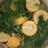 Sayur bening bayam jagung