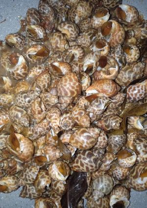 Foto resep Oseng Keong Macan