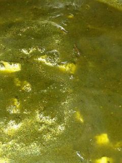 पालक पनीर (Palak paneer recipe in hindi) रेसिपी मुख्य फोटो