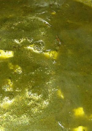 पालक पनीर (Palak paneer recipe in hindi) रेसिपी मुख्य फोटो