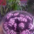 Kurma Cokelat