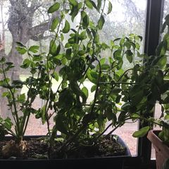 A picture of California Farm Best Indoor Basil Drying.