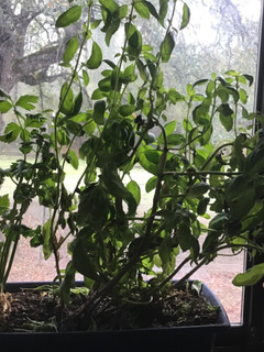 A picture of California Farm Best Indoor Basil Drying.