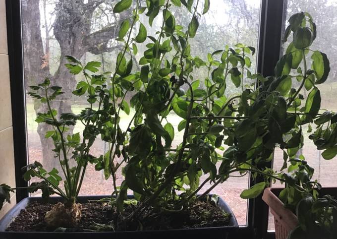 California Farm Best Indoor Basil Drying