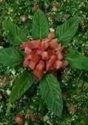 صورة لوصفة تبوله