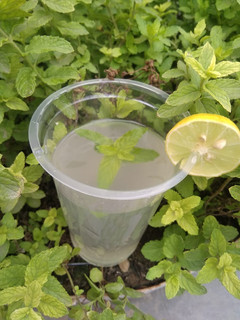 पुदीना नींबू पानी(pudina nimbu pani recipe in hindi) रेसिपी मुख्य फोटो