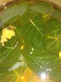 Sayur bening daun mangkok kan