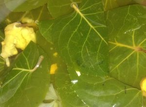 Foto resep Sayur bening daun mangkok kan