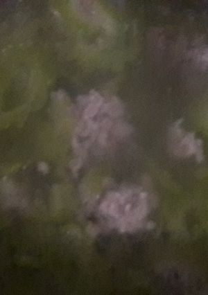 Hình của món Canh khổ qua với thịt viên.