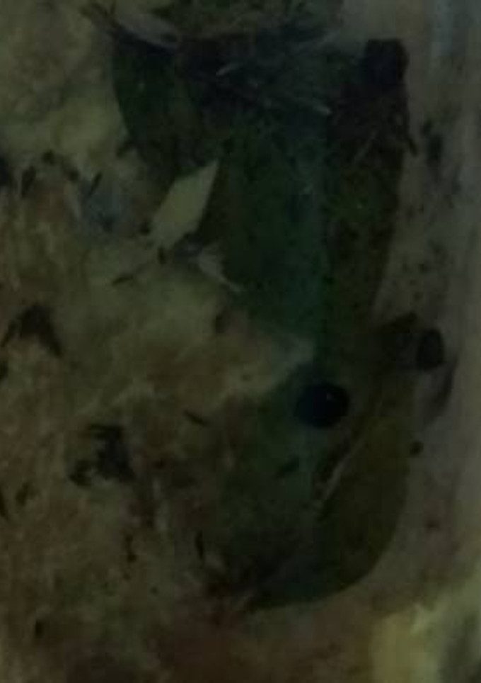 Una foto de Atún de cerdo